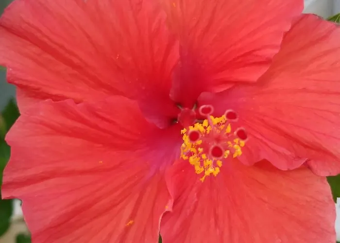 Belize Tropical Dream 2*